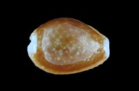 藏品(紅花寶螺)的圖片